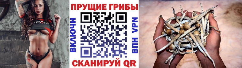 купить  сайты  Острогожск  Галлюциногенные грибы MAGIC MUSHROOMS 